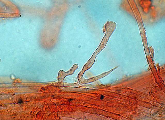 Camarophyllopsis atrovelutina  (Romagn.)  Argaud